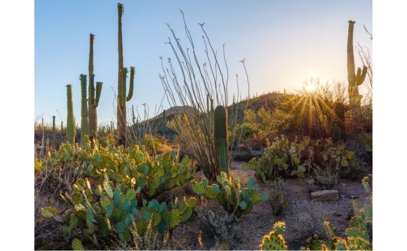 Sonoran sunrise on desert cacti