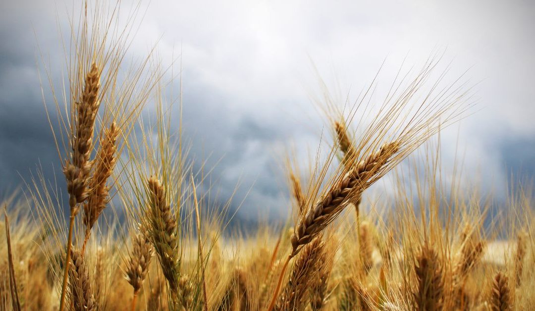 The weeds and the wheat